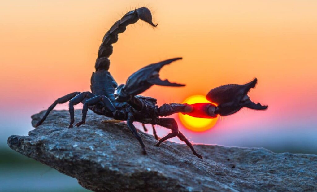 Paleontologists Unearth Rare 4-Inch Scorpion Fossil Preserved in Rock in China