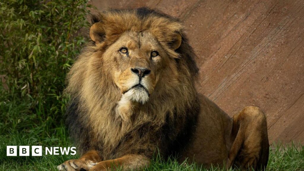 Colchester Zoo Euthanizes Last Lion Following Deteriorating Health