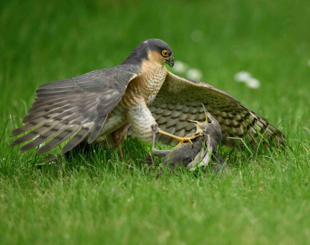 Intense Encounter Between Raptor and Starling Featured in 2026 British Wildlife Photography Awards' Outstanding Imagery