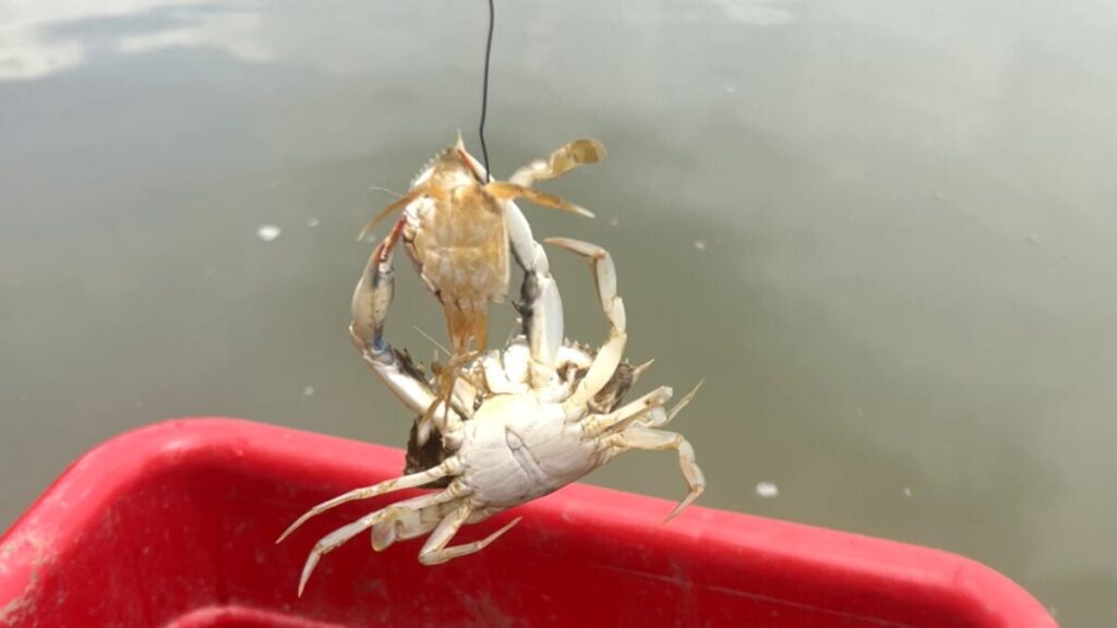 Study Reveals Adult Blue Crabs as Leading Cause of Mortality Among Juvenile Populations in Chesapeake Bay